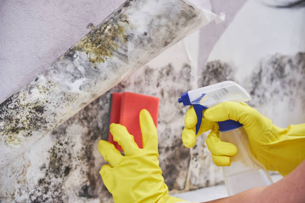 Best Black Mold Removal  in Hauppauge, NY